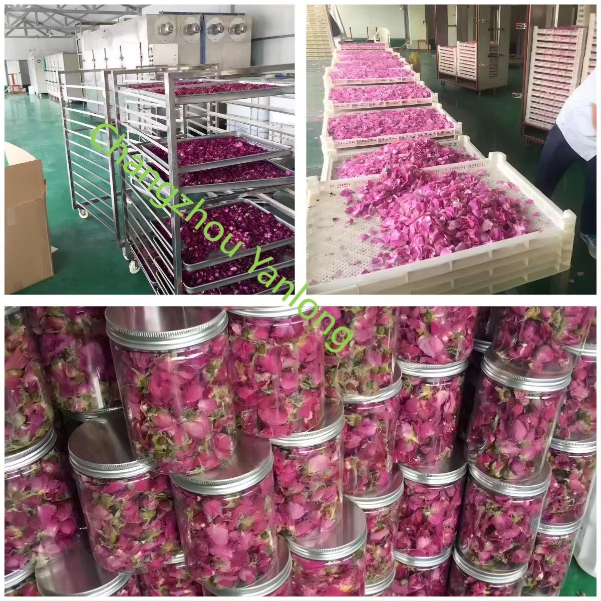 New Condition Fish Drying Equipment Electric Heating SUS316L Drying Oven Including Gear Engine Direct 's Food Processing