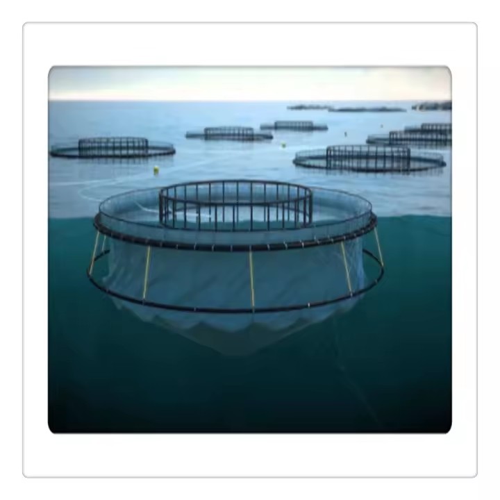 Fish Cage Diameter 20m Barramundi Culture in Persian Gulf