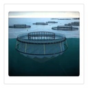 Fish Cage Diameter 20m Barramundi Culture in Persian Gulf