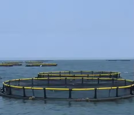 Pe Fish Net Cage