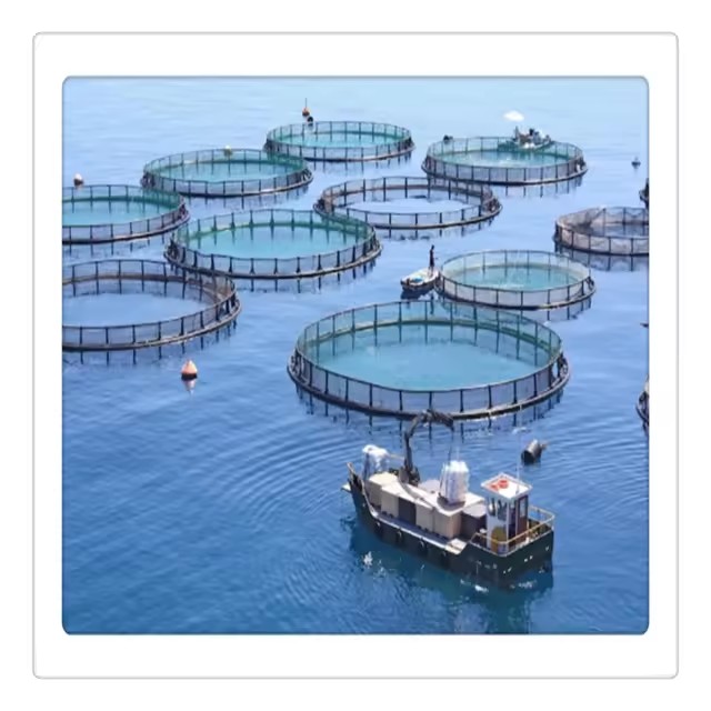 40 Meters Round Hdpe Floating Aquaculture Traps for Agriculture Fish Farming