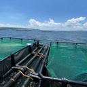 Lake Victoria Fish Cage HDPE Floating Tilapia Farming Cage Manufacturer