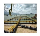 Hdpe square Fry Holding Cages