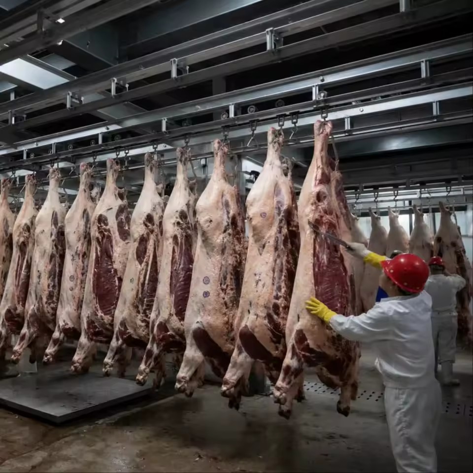 Slaughter House Refrigeration Equipment Meat Chilling Room Abattoir Cold Storage Meat Blast Freezer Quick Chill Cold Room